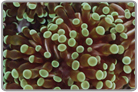 Green Short Tentacle Torch Coral